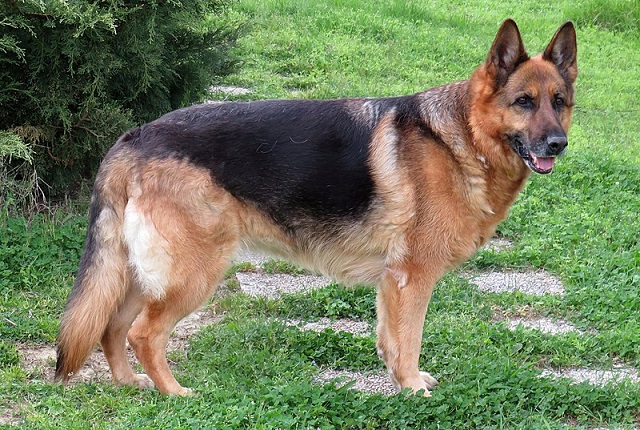 German Shepherd