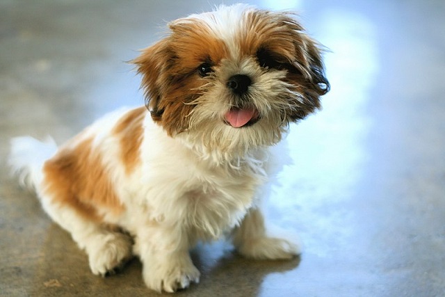 Shih Tzu