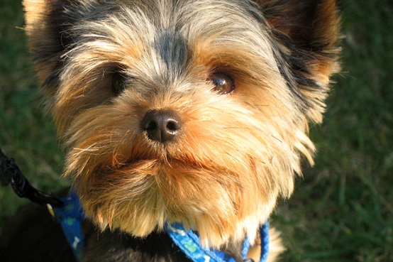 Yorkshire terrier