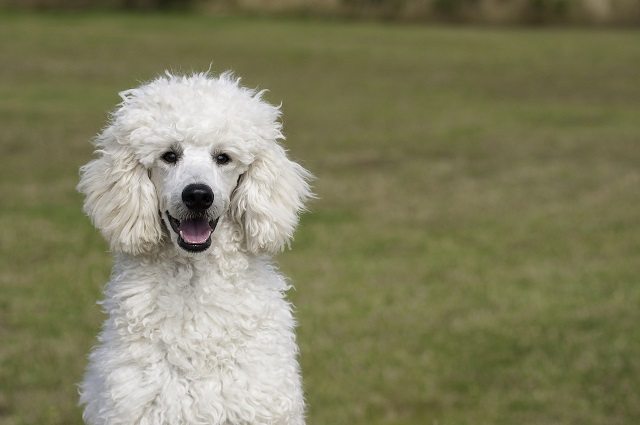 poodle Large